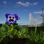 Plantez une fleur contre la violence