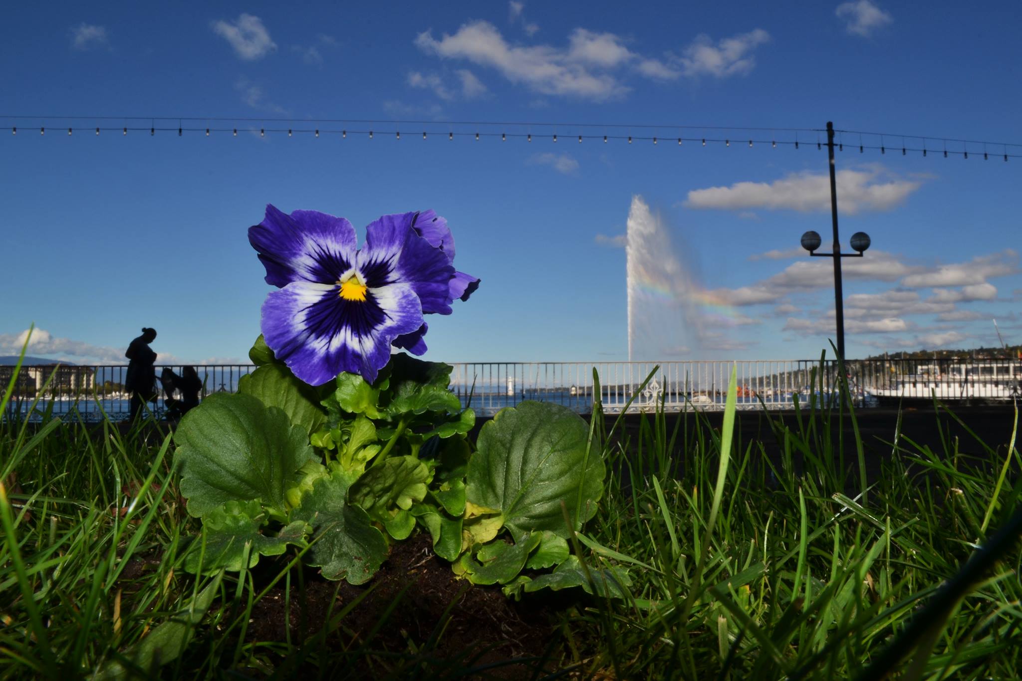Plantez une fleur contre la violence
